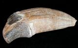 Archaeocete (Primitive Whale) Tooth - Basilosaur #11426-2
